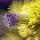 Pulsatilla Stempel