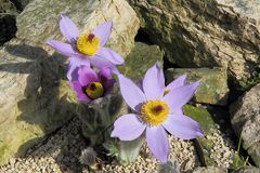 Pulsatilla styriaca