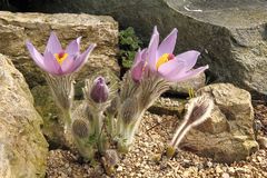 Pulsatilla styriaca