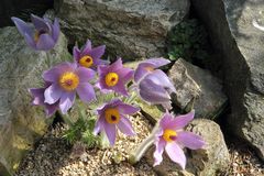 Pulsatilla styriaca