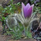 Pulsatilla styriaca am Morgen des 24.03. 2017