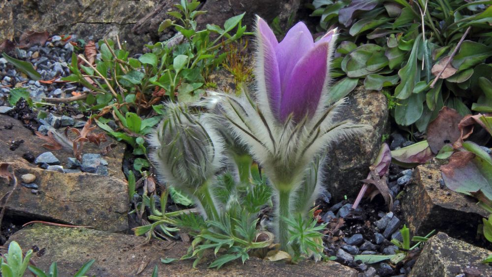 Pulsatilla styriaca am Morgen des 24.03. 2017