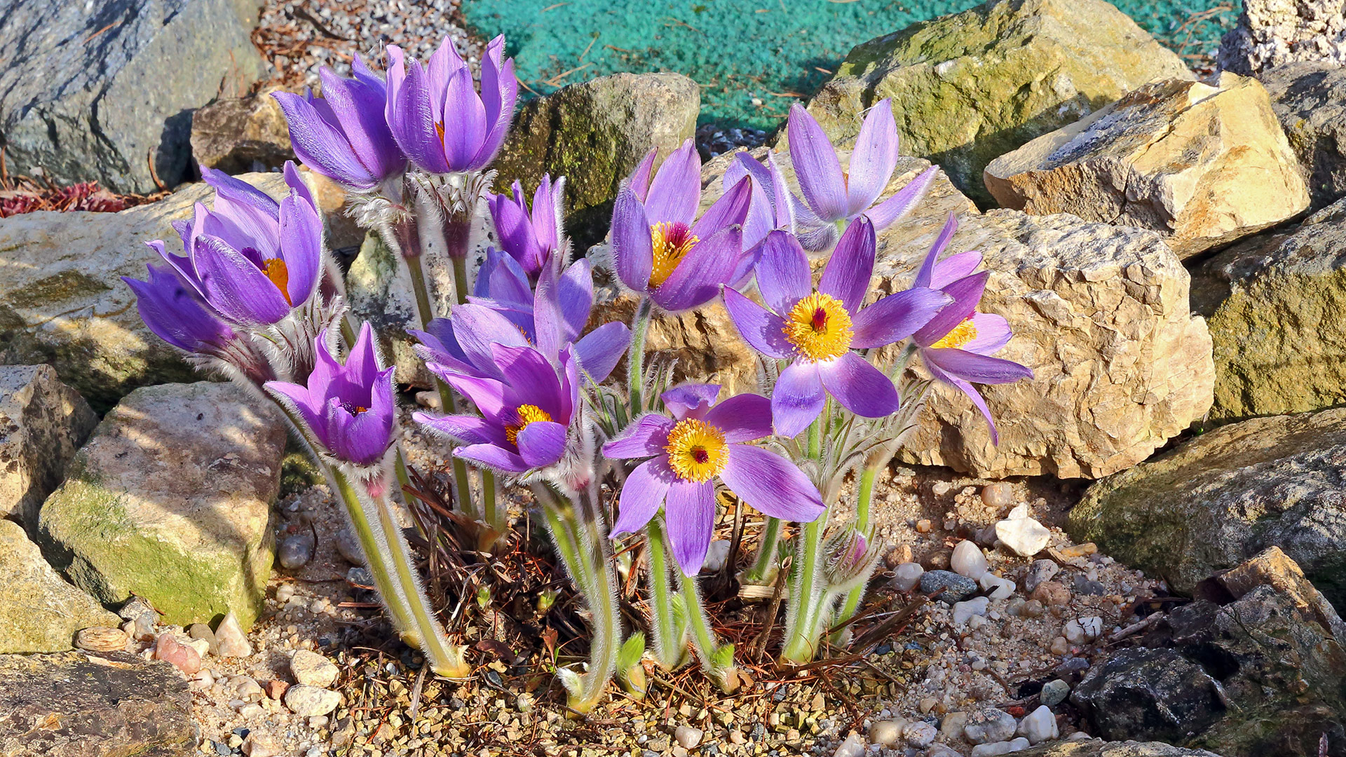 Pulsatilla styriaca bei strahlender Sonne...und große Vorfreude...