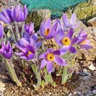 Pulsatilla styriaca bei strahlender Sonne...und große Vorfreude...