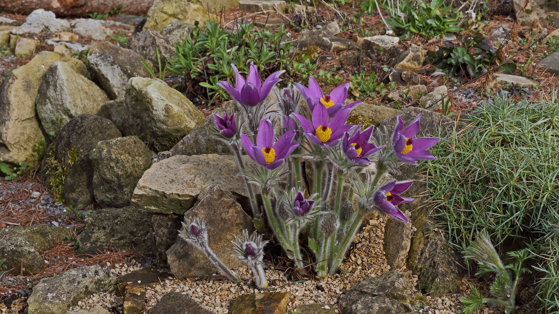 Pulsatilla styriaca, die Mutter aller meiner Steierischen Küchenschellen...