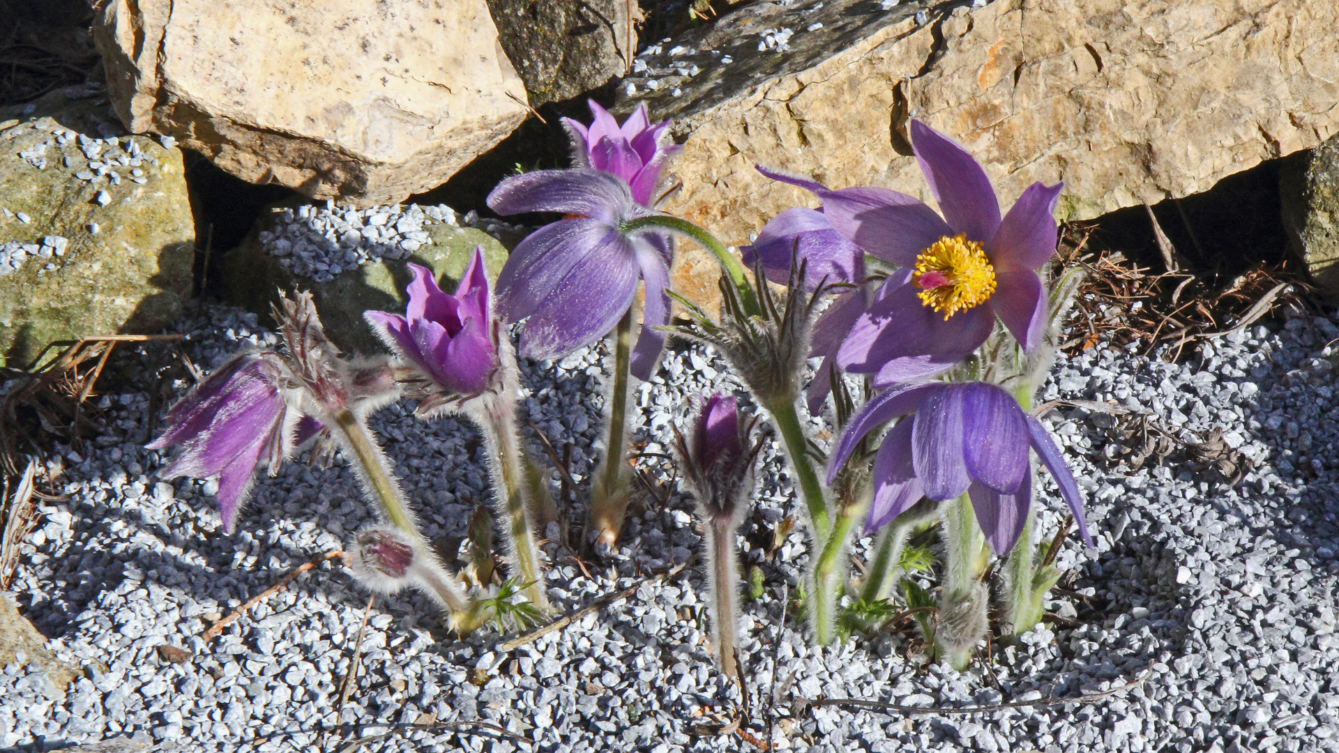 Pulsatilla styriaca, die seltene Staierische Küchenschelle...