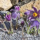 Pulsatilla styriaca, die seltene Staierische Küchenschelle...