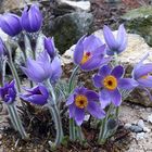 Pulsatilla styriaca - die Steierische Küchenschelle gehört zu meinen besonderen...