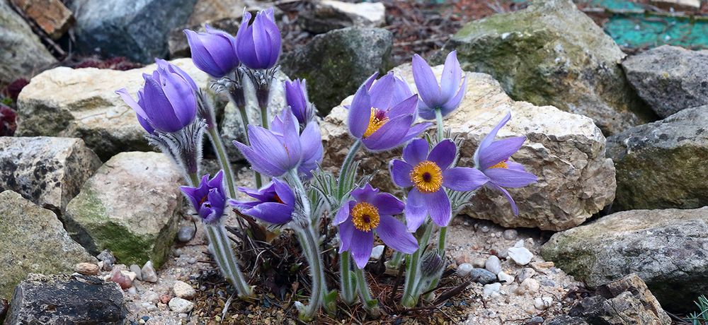 Pulsatilla styriaca - die Steierische Küchenschelle gehört zu meinen besonderen...