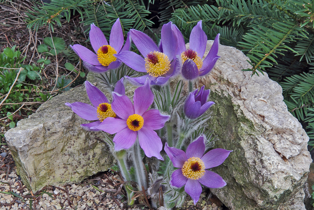 Pulsatilla styriaca