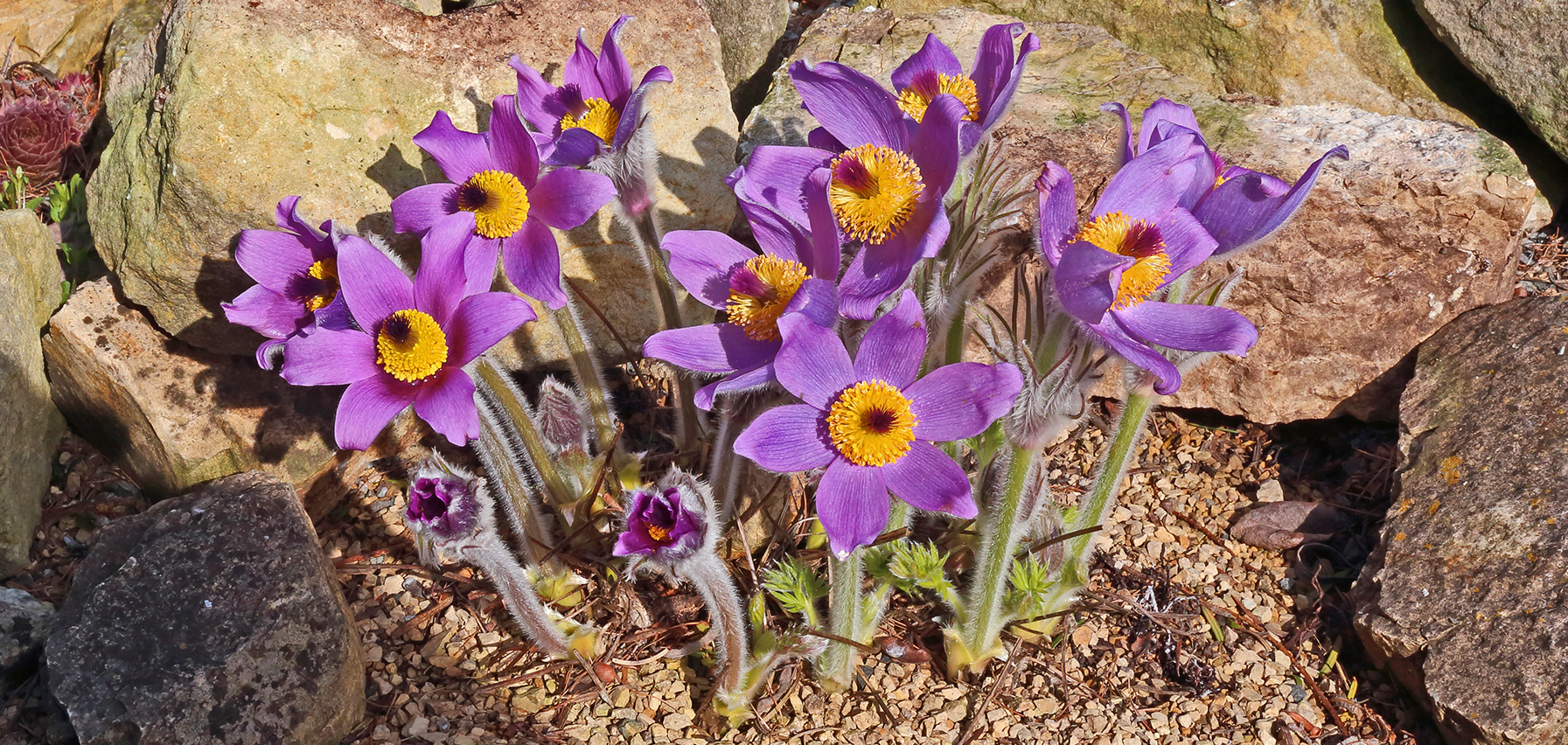 Pulsatilla styriaca noch besser mit geöffneten Blüten auch links