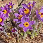 Pulsatilla styriaca noch besser mit geöffneten Blüten auch links