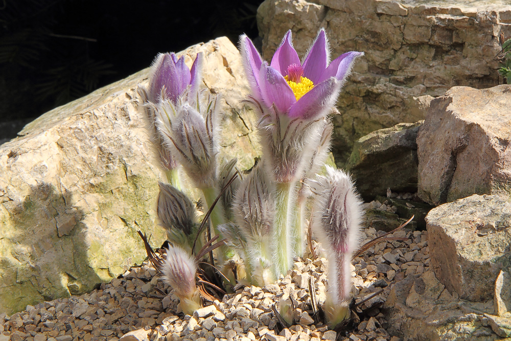 Pulsatilla styriaca - Steierische Küchenschelle