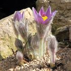 Pulsatilla styriaca - Steierische Küchenschelle