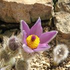 Pulsatilla styriaca - Steierische Küchenschelle