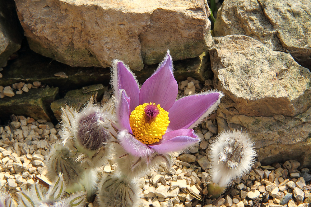 Pulsatilla styriaca - Steierische Küchenschelle