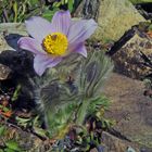 Pulsatilla styriaca - Steierische Küchenschelle...