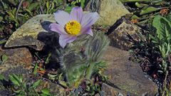 Pulsatilla styriaca - Steierische Küchenschelle...