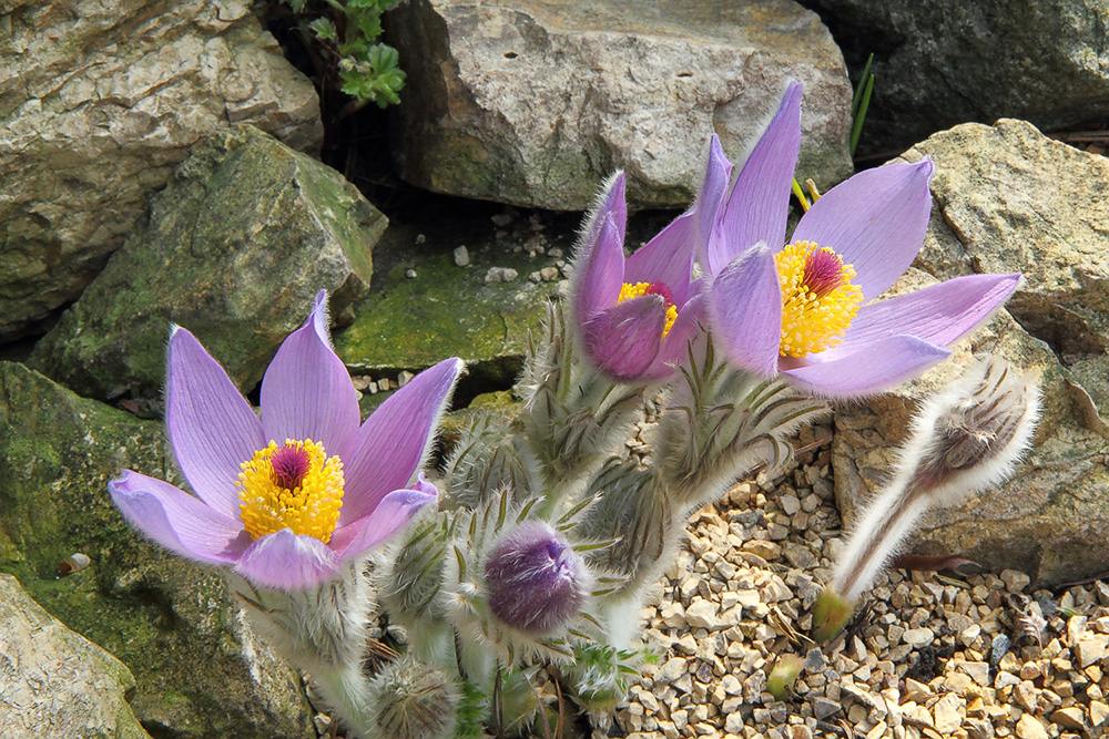 Pulsatilla styriaca - Steierische Küchenschelle