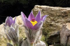 Pulsatilla styriaca - Steierische Küchenschelle