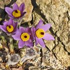 Pulsatilla styriaca - Steierische Küchenschelle die...