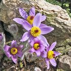 Pulsatilla styriaca-Steierische Küchenschelle (Kuhschelle)