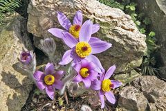 Pulsatilla styriaca-Steierische Küchenschelle (Kuhschelle)