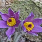 Pulsatilla styriaca - Steierische Küchenschelle (Kuhschelle)  eine Rarität aus der ...