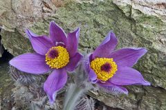 Pulsatilla styriaca - Steierische Küchenschelle (Kuhschelle)  eine Rarität aus der ...