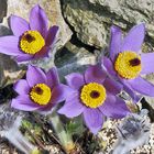 Pulsatilla styriaca - Steierische Küchenschelle sehrt zeitig erblüht