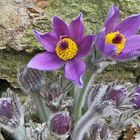 Pulsatilla styriaca - Steierische Kuhschelle