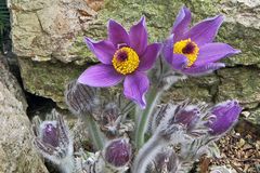 Pulsatilla styriaca - Steierische Kuhschelle