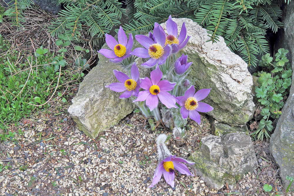 Pulsatilla styriaca-Steierische Kuhschelle nun voll erblüht