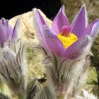 Pulsatilla styriaca Steirische Küchenschelle