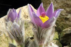 Pulsatilla styriaca Steirische Küchenschelle