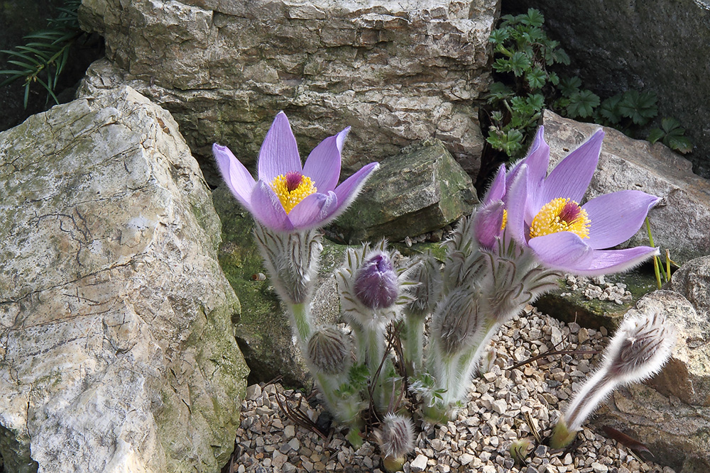 Pulsatilla styriaka