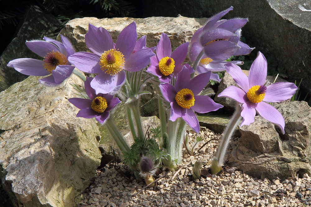 Pulsatilla styriaka