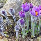 Pulsatilla styriaka-Steierische Küchenschelle vor dem Frost...