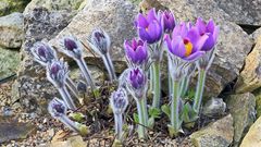 Pulsatilla styriaka-Steierische Küchenschelle vor dem Frost...