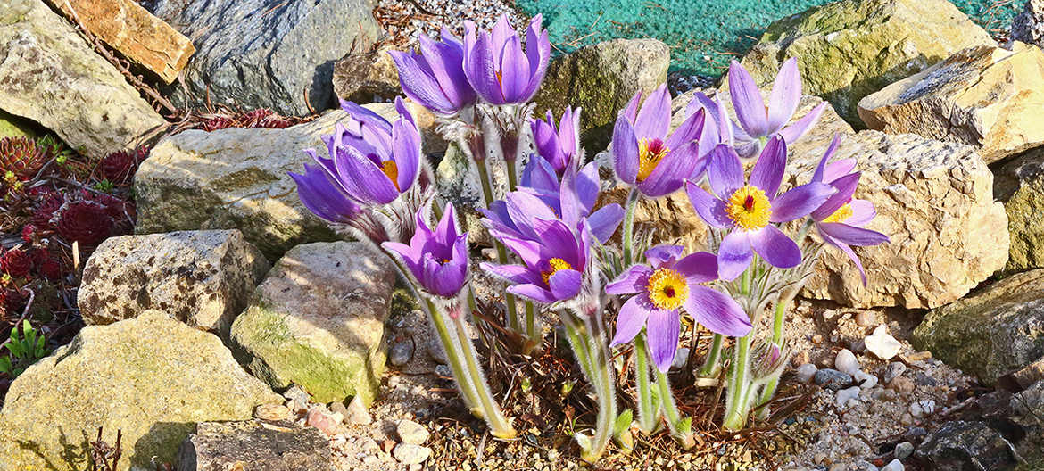 Pulsatilla styrica, die Steirische Küchenschelle ist natürlich mit Sonne...