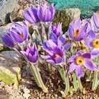 Pulsatilla styrica, die Steirische Küchenschelle ist natürlich mit Sonne...