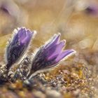 pulsatilla twins