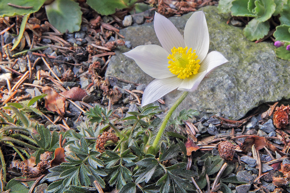 Pulsatilla vernalis