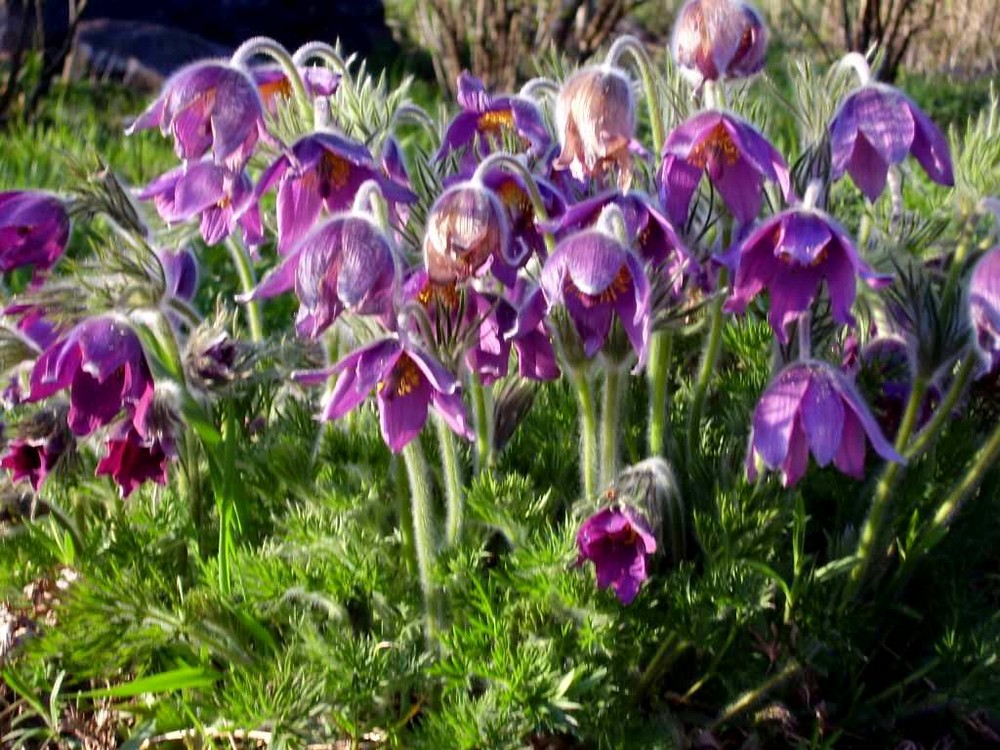 Pulsatilla vernalis