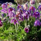 Pulsatilla vernalis