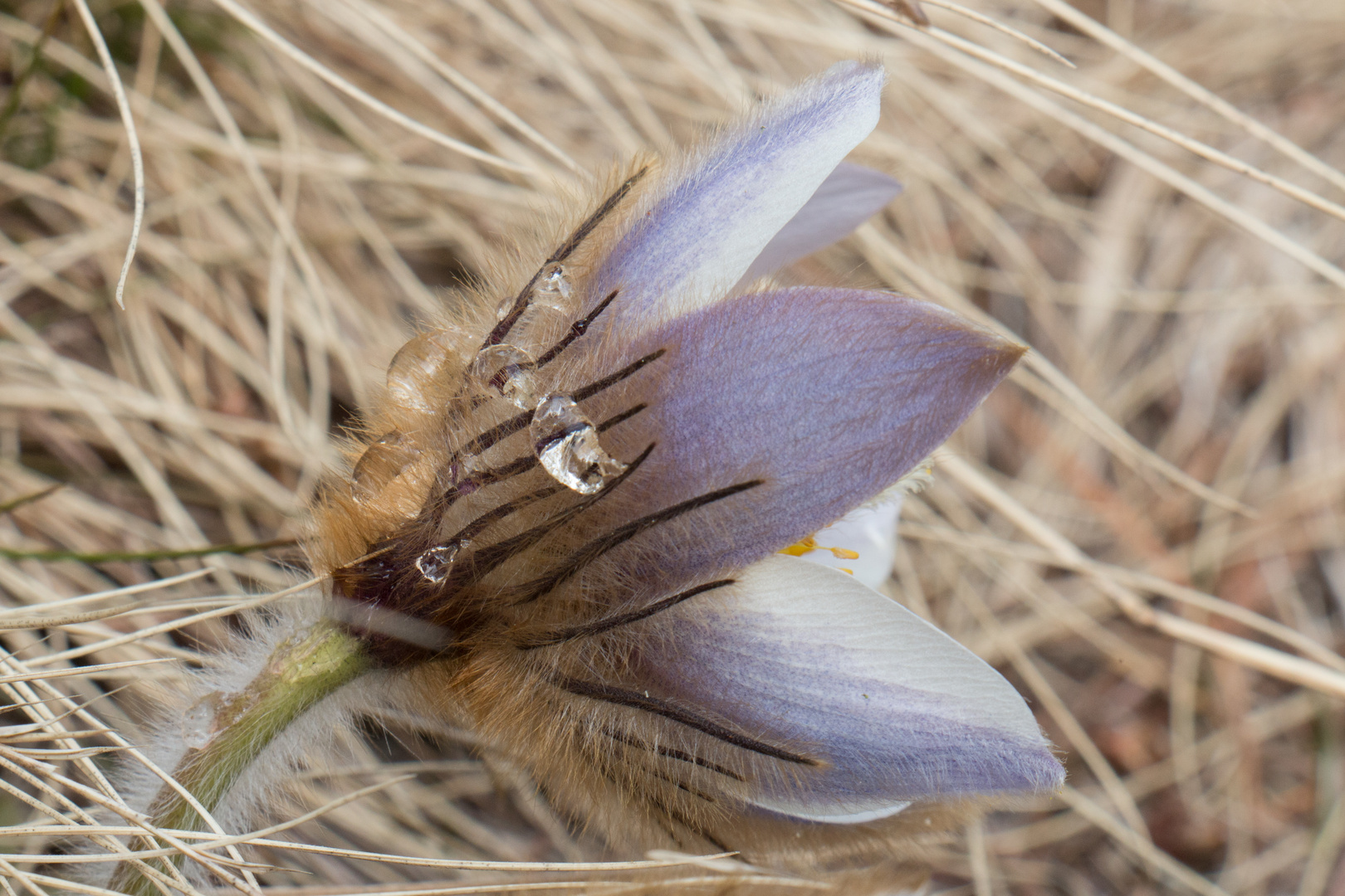 Pulsatilla vernalis