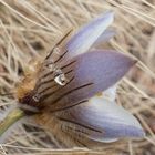 Pulsatilla vernalis