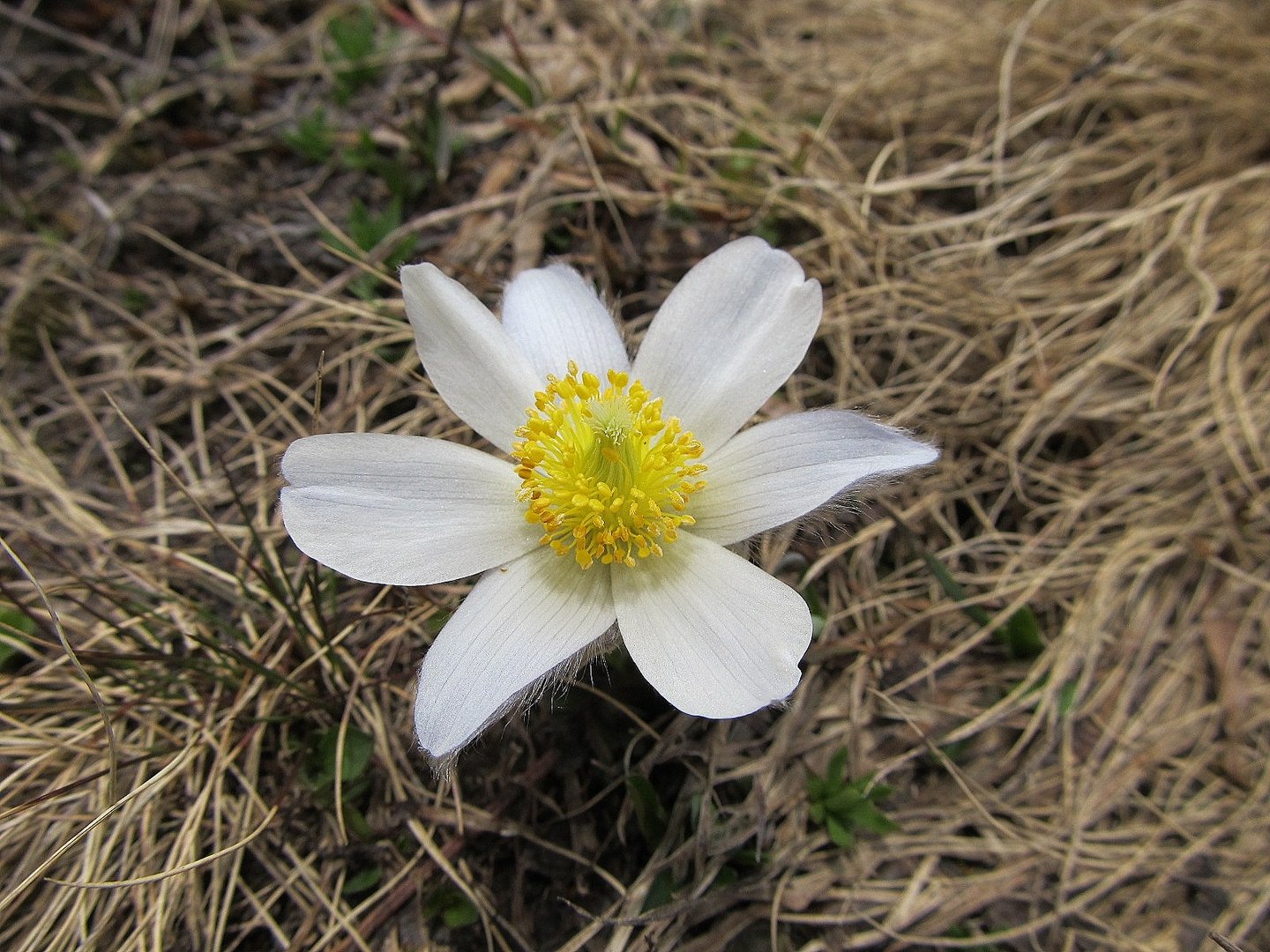 (Pulsatilla vernalis) Frühlings Küchenschelle