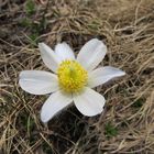 (Pulsatilla vernalis) Frühlings Küchenschelle