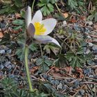 Pulsatilla vernalis - Frühlings- oder Pelzanemone